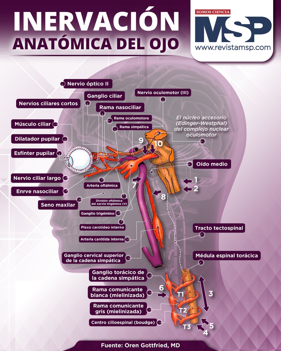 RevistaMSP's tweet image. #MSPInfografía 👁️ ¿Sabías que el #nervioóptico, encargado de transmitir las señales #visuales al #cerebro, contiene más de un millón de #fibras nerviosas? ¡Uno de los #nervios más complejos del #cuerpohumano!

Aprende más en ow.ly/QbhN50SBaR4

#MSP #SomosCiencia
