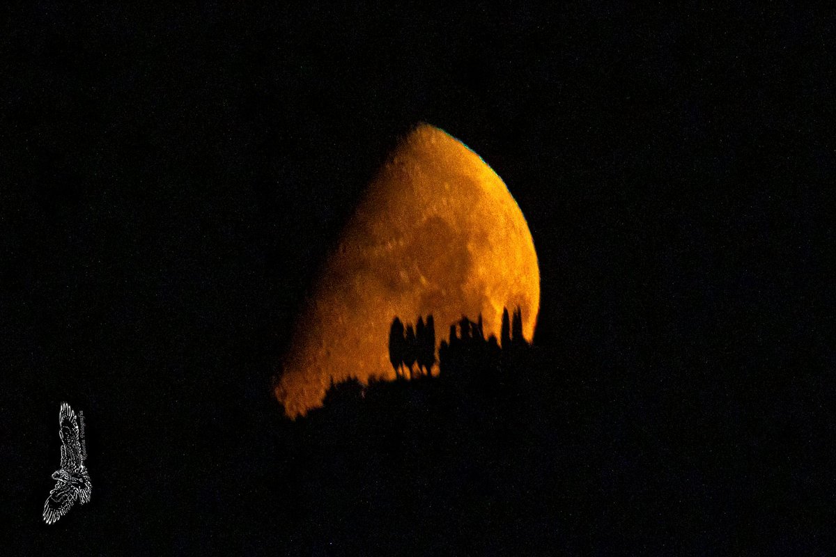 Després  d'estar fotografiant fauna nocturna veure que les núvols et deixarant fotografiar la lluna.. . <a href="/CanonEspana/">Canon España</a> <a href="/photopills/">PhotoPills</a> <a href="/gfmanlleu/">Grup F. Manlleu</a>