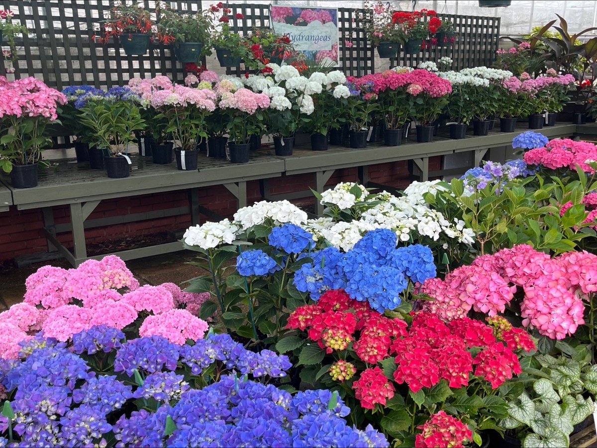 ashnurs's tweet photo. There’s lots of colour on the nursery this week. Why wait til the weekend for a treat?
#mondaymotivation #nursery #plants #garden #gardening #summer #ashwood #herbaceous #hydrangeas #perennials #shrubs #salvias #treeferns #tree #alpines #heathers #climbers #nurseryviews https://t.co/mZwPm6uh2E