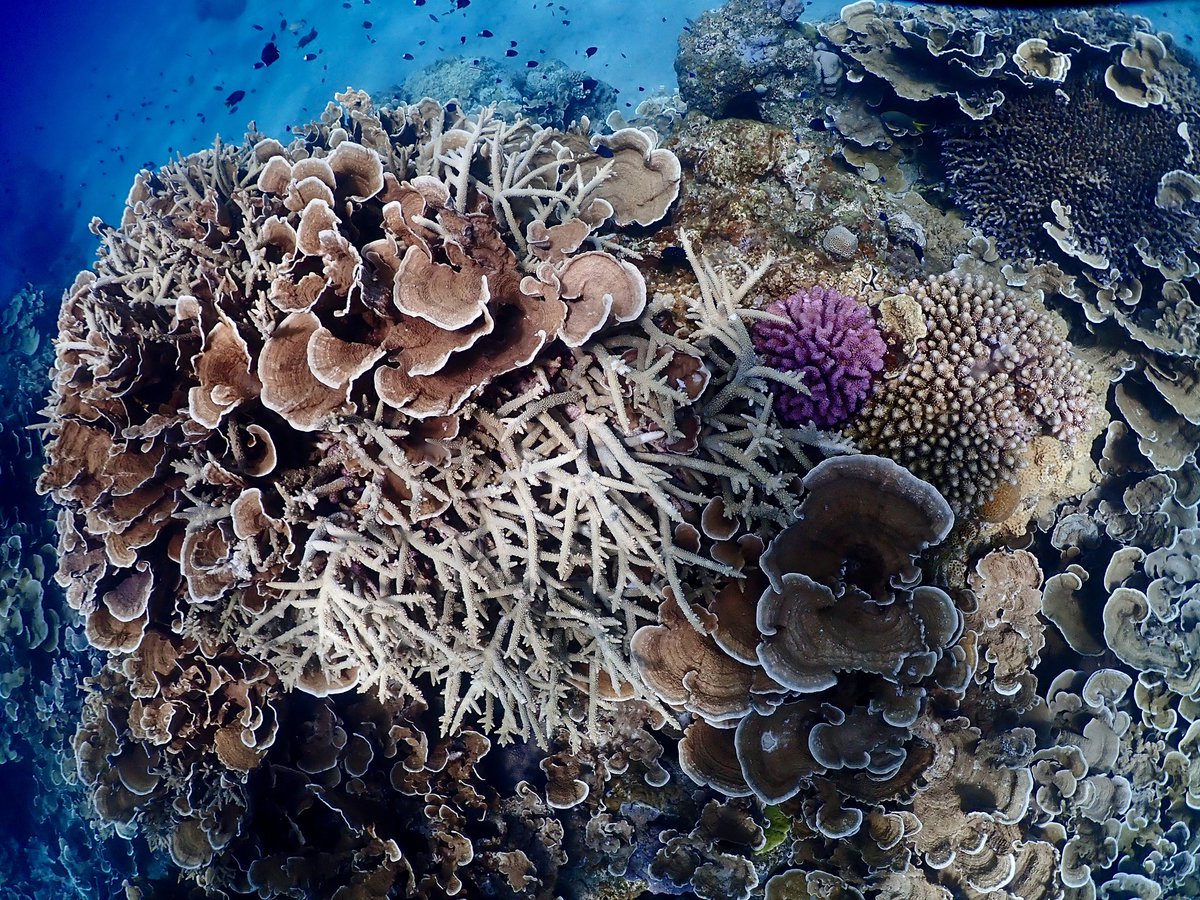 ゼログラヴィティ奄美大島 tweet media