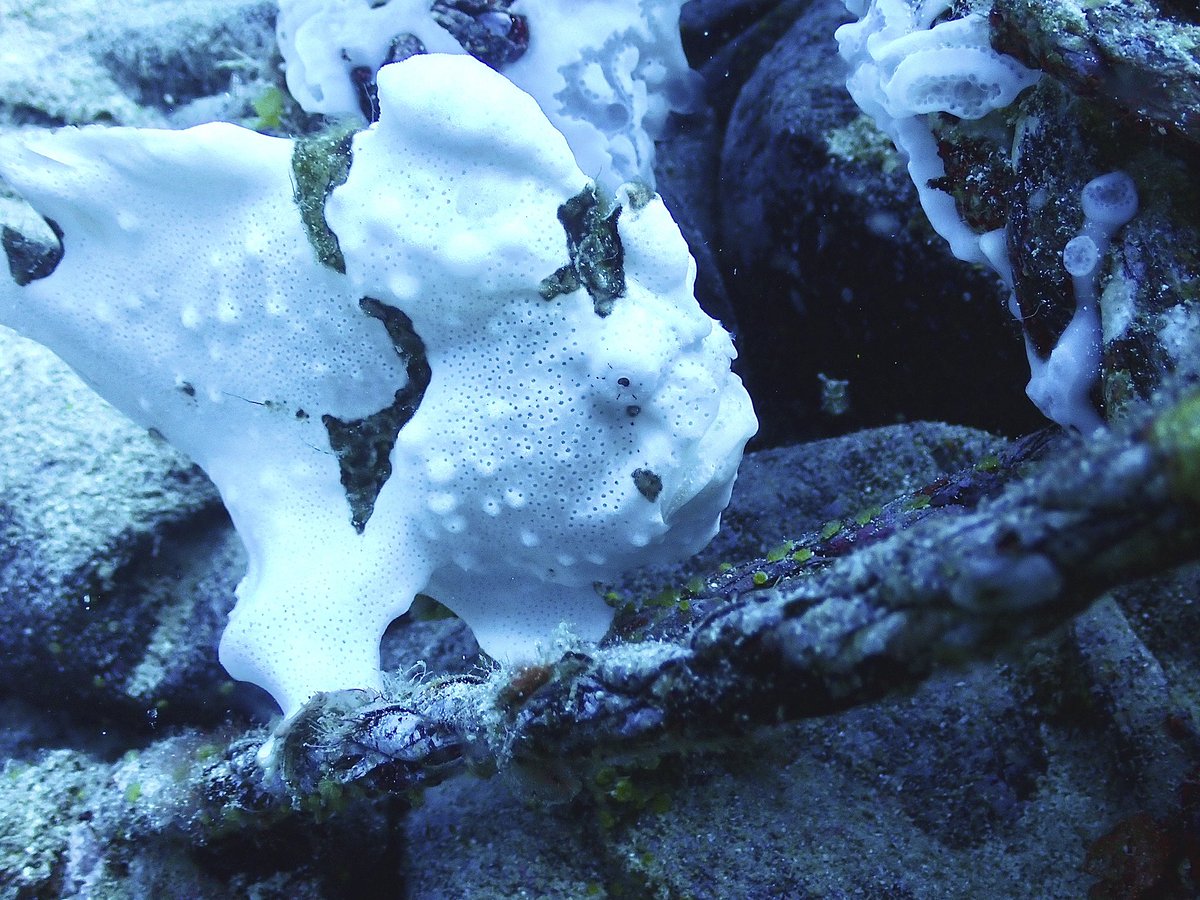 ゼログラヴィティ奄美大島 tweet media