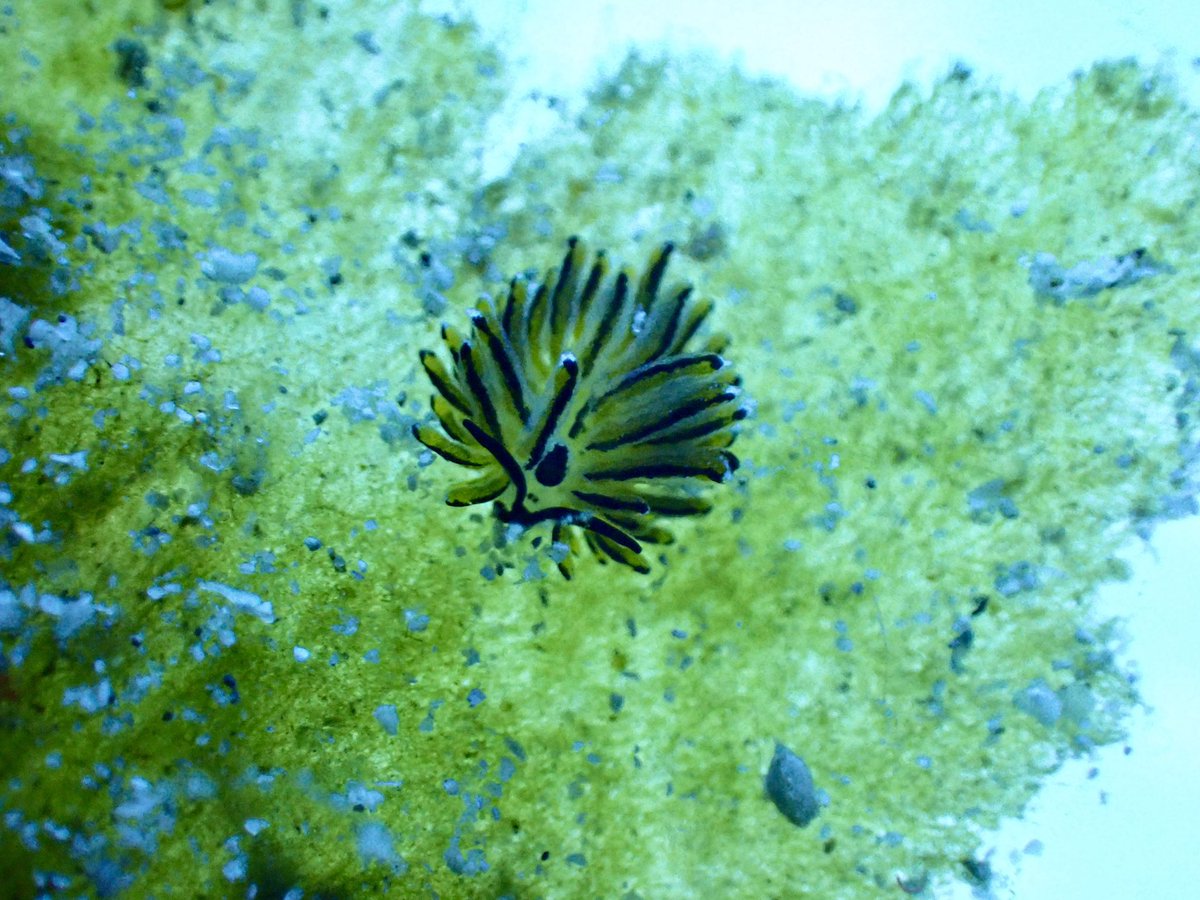 ゼログラヴィティ奄美大島 tweet media