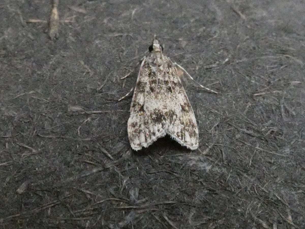 AlanCripps1's tweet photo. Any chance you can id the pug and confirm the 2 Micros as red-barred Tortrix and Eudonia lacustrata @MOTHIDUK . As always many thanks. https://t.co/lfHO96tiK5