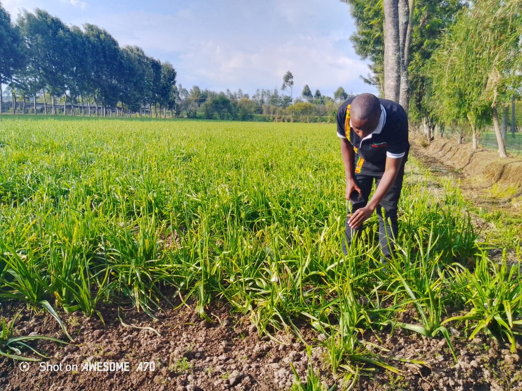 Safi Organics Ltd (@safiorganics) on Twitter photo In onion farming, use biochar from the nursery, Safi organics planting, Safi organics topper for top dressing, and Safi foliar spray. This will increase yields by 30% and rejuvenate your soil.
<a href="/Kilimobizz/">Kilimo Biashara</a> <a href="/UjuziKilimo/">UjuziKilimo</a> <a href="/Kilimo_Kenya/">KILIMO KENYA</a> <a href="/OrganicFarmingB/">OrganicFarming</a> In onion farming, use biochar from the nursery, Safi organics planting, Safi organics topper for top dressing, and Safi foliar spray. This will increase yields by 30% and rejuvenate your soil.
<a href="/Kilimobizz/">Kilimo Biashara</a> <a href="/UjuziKilimo/">UjuziKilimo</a> <a href="/Kilimo_Kenya/">KILIMO KENYA</a> <a href="/OrganicFarmingB/">OrganicFarming</a>