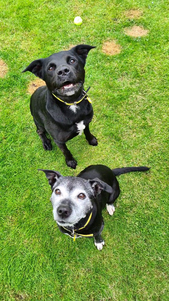Mia &amp; Diesel are a bonded pair who love doing everything together💛 &amp; they’re hoping to secure themselves a forever home together too🏡

Visit the link in our bio to find out more or call us on 01506 873 459☎️

@dogstrust
#AdoptDontShop
#ADogIsForLife