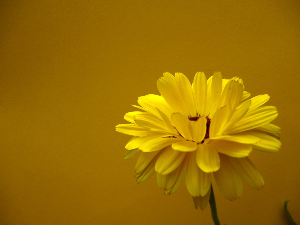 The wellbeing photography Arts for Good Health group have been exploring colour in their surroundings. They got to notice some amazing details in nature! 📷 🌹   (1/2)

#GMMHRecoveryPathways