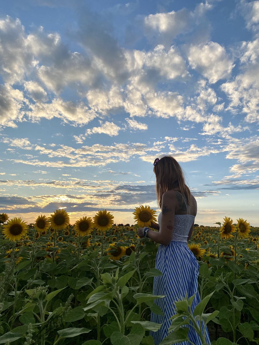 #sunflower