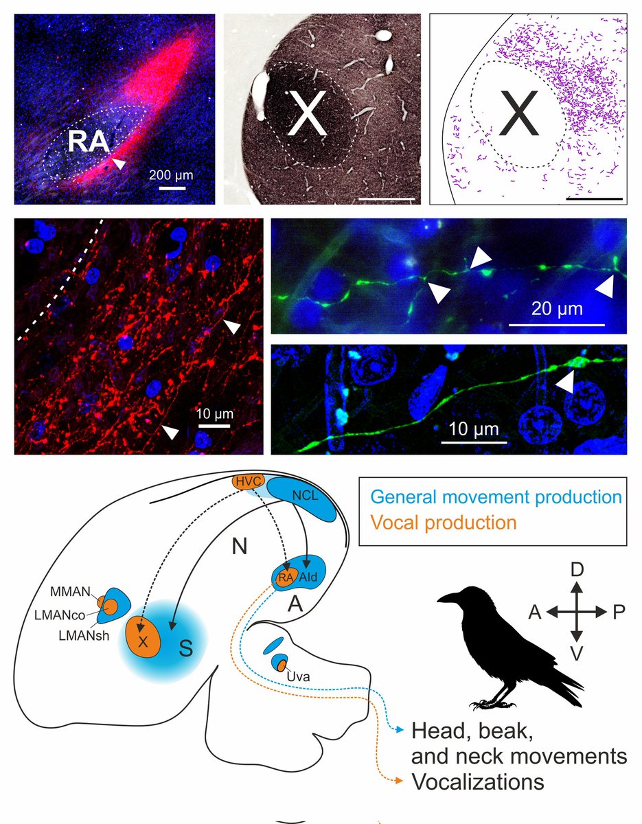 Felix W Moll tweet media