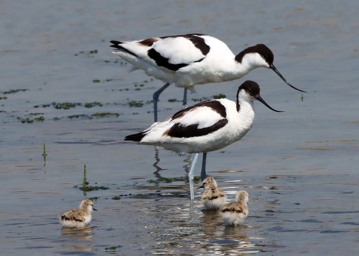Avocet alert! 🙌

Two Tree Island nature reserve is bursting with life. Look at these adorable avocet chicks with their adults.

Our team and volunteers work consistently to ensure this reserve is supporting wildlife, and it's great to see the results! 👏

📷 Alex Gamon