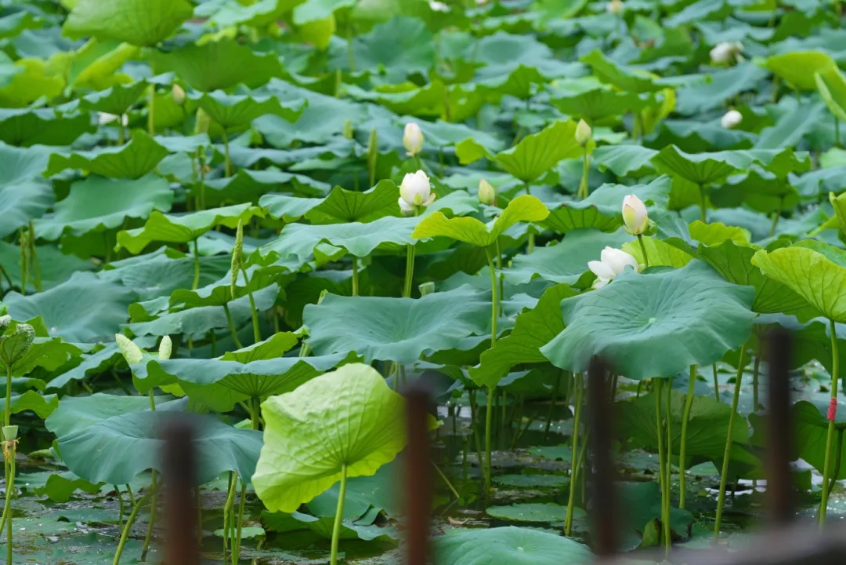 SND_China's tweet photo. Experience the beauty of blooming #lotus flowers🪷in #Suzhou New District (#SND)! Join us for a serene day surrounded by nature's wonders. Bring your loved ones and immerse yourself in the tranquility of these exquisite blooms!🩷 #summer #BeautifulSND https://t.co/jrRJjbmfpg