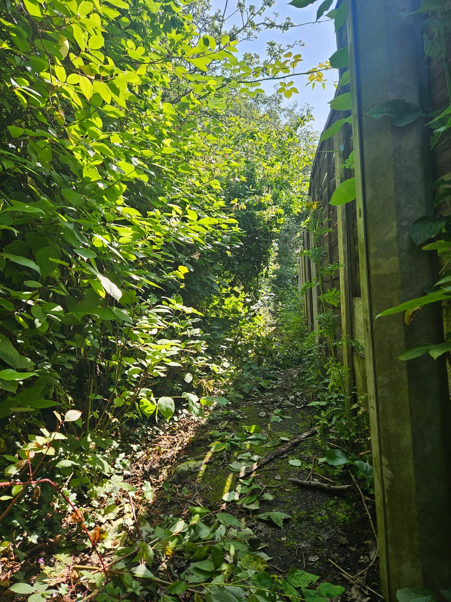 PLJackson2's tweet image. So @SalfordCouncil 
Your reference:  2069143 We have to wait for the Winter program, I guess all the leaves will be off by then.  @RLong_Bailey, I voted for you, Please have a look into this. @SalfordCCHelp.