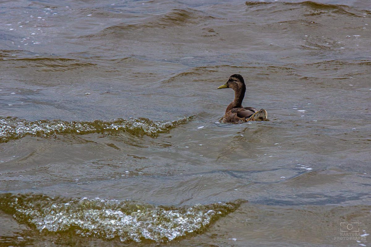 E_van_den_Ham's tweet photo. Hi there peeps it's #MallardMonday again and
@mike6371md is hosting today.
Good luck Mike hope you will survive the #Duckfever
Hi there #TeamMM you can count on me hosting next Monday....Well if you will still have me😊
Until than I'll be riding waves. https://t.co/5kQuzFN5AC