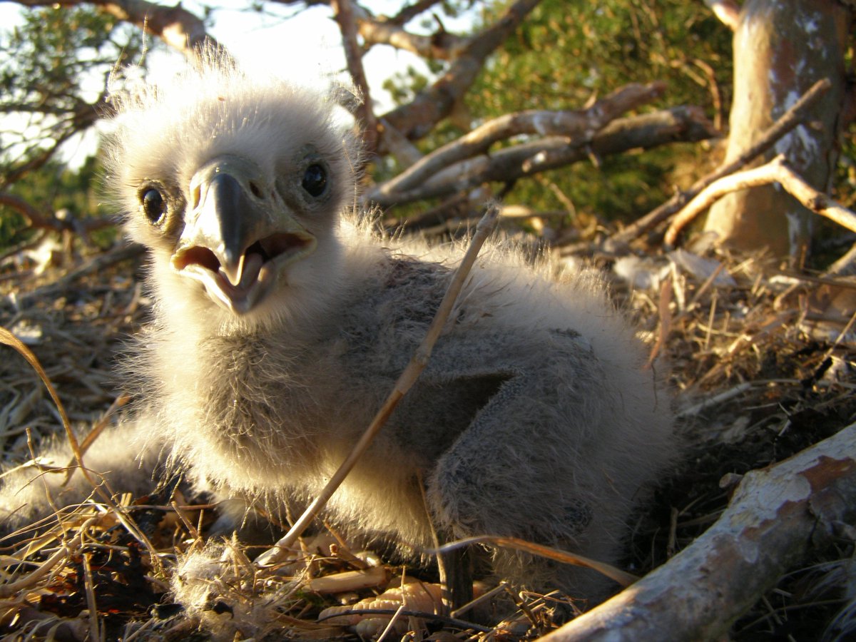 🌟 Exciting News! 🌟 Gloria and Guido, the first Belgian White-tailed Sea-eagle young, spread their wings for the first time! 🦅

Last week, both birds took their first flight in the Blankaart nature reserve. Thanks to years of nature restoration by our Partner <a href="/MijnNatuurpunt/">Natuurpunt</a>,