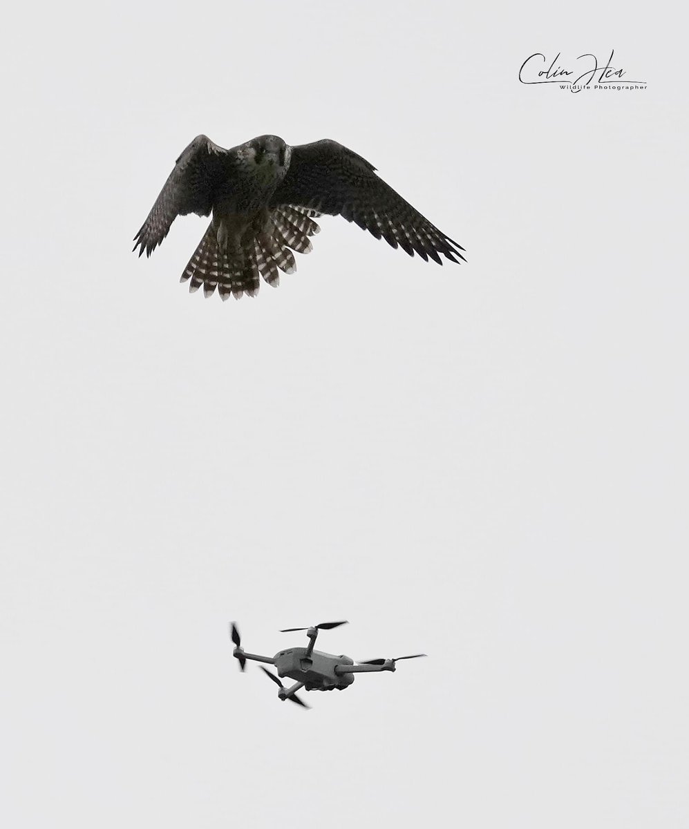 2/2. This link provides further information. rspb.org.uk/birds-and-wild… <a href="/Natures_Voice/">RSPB</a> 
Also see: legislation.gov.uk/ukpga/1981/69/…

For airspace info: Use notaminfo.com &amp; apps such as <a href="/altitudeangel/">Team Altitude Angel</a>. Call RAF Waddington on  01522 727451.  Incident 515 04/07/24