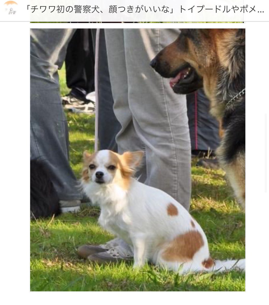 ウチの桃ちゃんは この子を目指しています🌱 （もちろんウソです