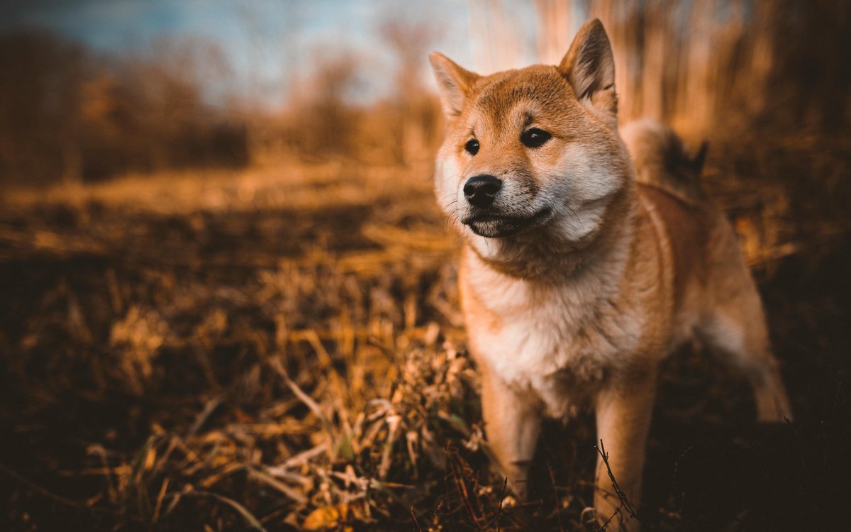 BABYDOGE LAUNCHES PAWS CLICKER GAME ON TELEGRAM - @BabyDogeCoin launched  its highly anticipated Telegram game today, July 15. BabyDoge is expanding  its international reach by translating the game into more than 27