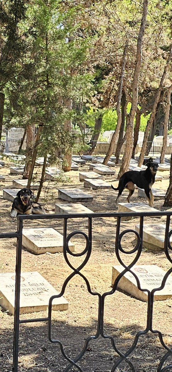 KopekTehlikesi's tweet photo. Şehitlerimizin mezarını korumak i��in #yasayaevet diyoruz.

İstanbul " Edirnekapı Sakızağacı Hava Şehitliğinde"  saldırgan köpekler mezarları eşeliyor ve ziyarete gidenlere  saldırmaya kalkıyor.  Bu köpekleri  Belediye toplamaya geldiginde derhal köpek sever insan sevmezler, nasıl oluyorsa haber alıp köpekleri araçtan geri indirtiyor.

Bu kisiler köpeklere mezarların dibinde yemek veriyor.

@gul_davut