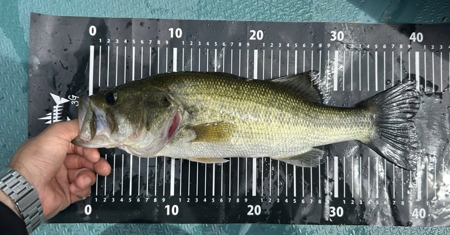 yuton_0727ii's tweet photo. danyucup🔥

入賞はできず、、なんとか魚出せてよかったっす。

#lunkerpool #studiocomposit #deps #sidewinder #bulletshot #三島湖　#crawlerboyz https://t.co/6kUcBHjR52