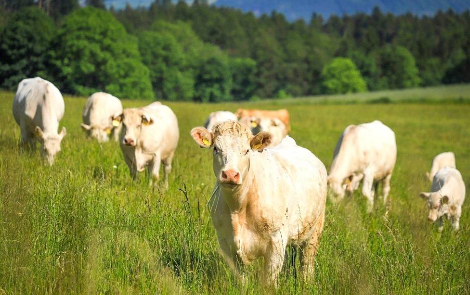 ERBS, Shaping the future of European Beef Sustainability🐮🇪🇺

The multi-stakeholder organisation ERBS can be a solution to addressing the multiple serious environmental, social and economic challenges the European beef sector is facing.👇
meatthefacts.eu/home/activity/…