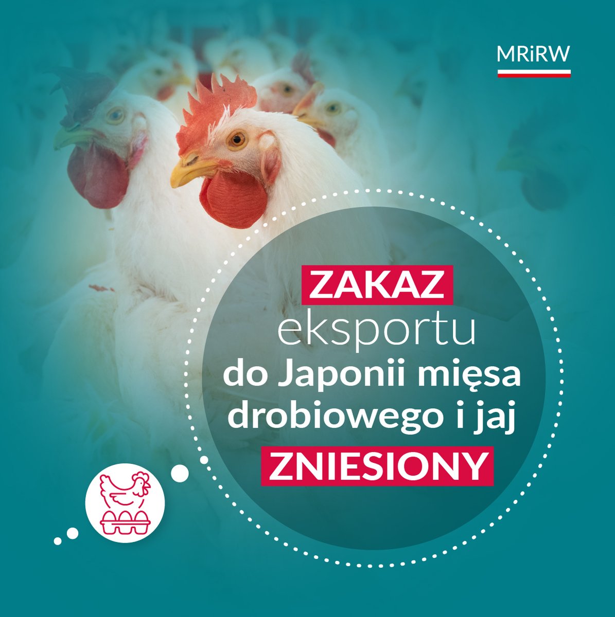 MRiRW_GOV_PL's tweet photo. 🇯🇵 Główny Lekarz Weterynarii Japonii 12 lipca 2024 r. zniósł zakaz eksportu do tego państwa mięsa drobiowego oraz produktów jajecznych ze wszystkich polskich województw. 🐔🥚
📜Dzięki zdjęciu zakazu do Japonii mogą być eksportowane:
👉jaja zniesione 12 lipca 2024 r. lub później oraz pozyskane z nich produkty; 🥚
👉mięso drobiowe oraz produkty z mięsa drobiowego ze zwierząt poddanych ubojowi 12 lipca 2024 r. lub później. 🍗
📈 Polski eksport rolno-spożywczy do Japonii osiągnął w 2023 r. poziom 87,5 mln euro. W ubiegłym roku odnotowaliśmy znaczącą nadwyżkę w dwustronnej wymianie handlowej w wysokości 77,2 mln euro. 💶
Do tej pory na rynek japoński sprzedawaliśmy głównie mrożone mięso wołowe, jadalne podroby wołowe, wieprzowe, baranie i kozie. 🥩🐑🐖