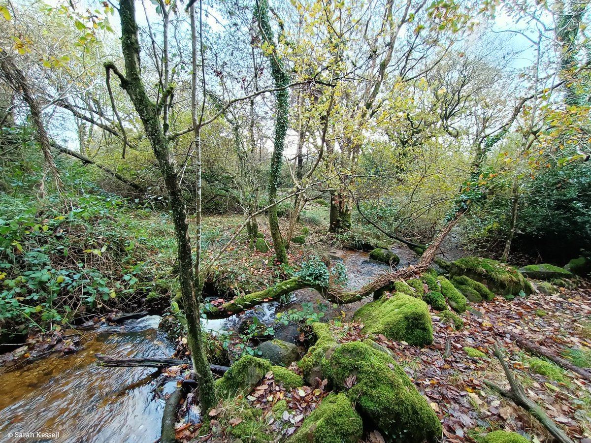 The Wildlife Trusts tweet media