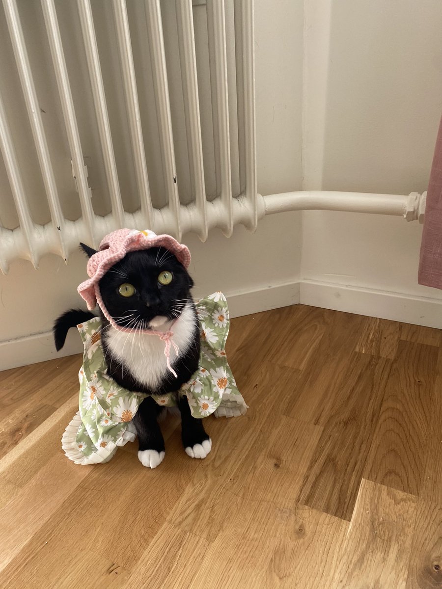 wingsofthv's tweet photo. i bought my child a dress what do we think https://t.co/50B81TokMz