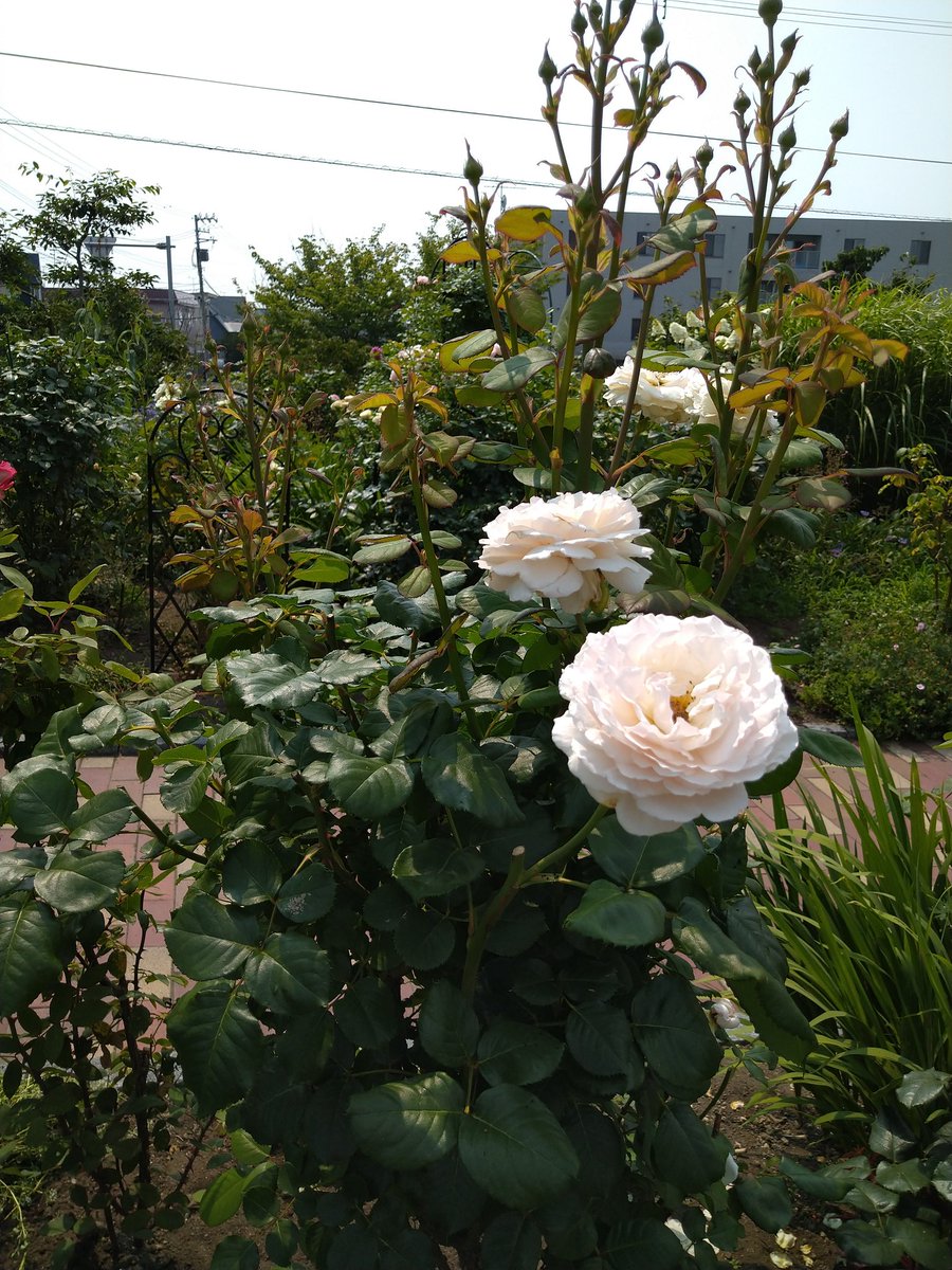 ssasshra's tweet photo. 今日のロイズチョコｳﾏｰ - ̗̀ ( ˶'ᵕ'˶) ̖́- ｰｲ!!!! https://t.co/djzy3CSDN4