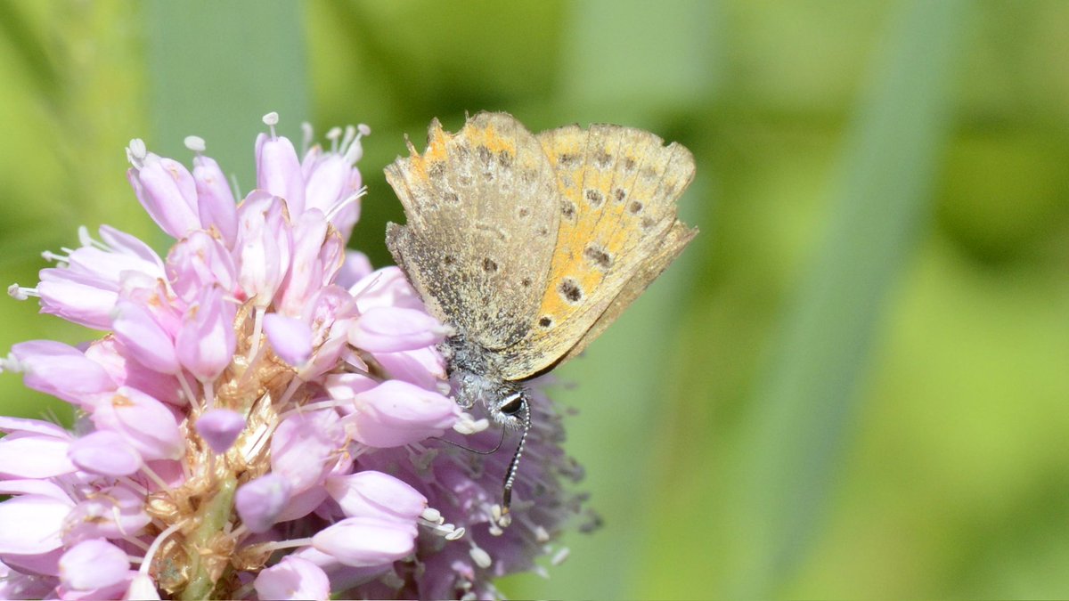 Dr Marcus Rhodes tweet media