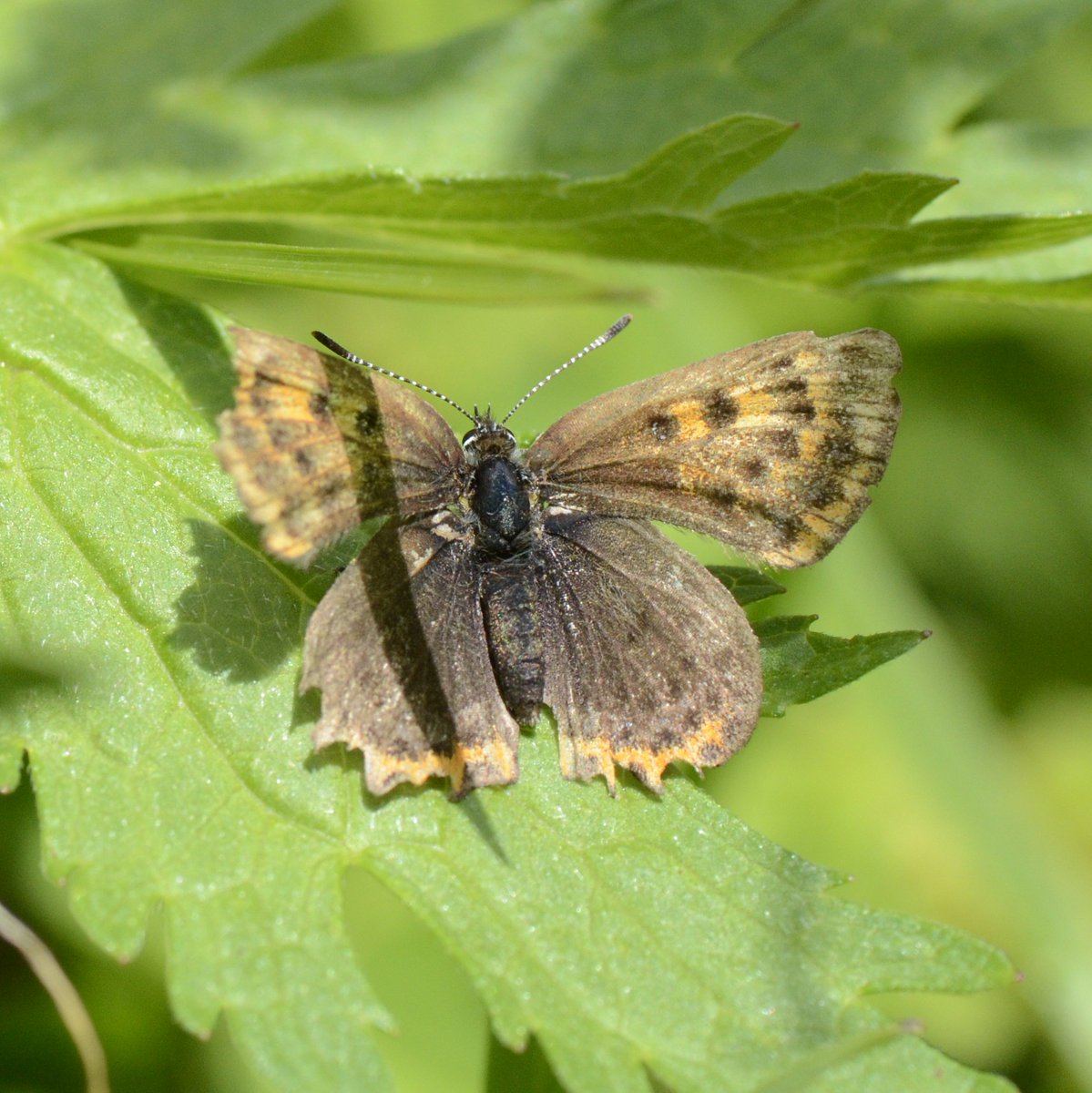 Dr Marcus Rhodes tweet media