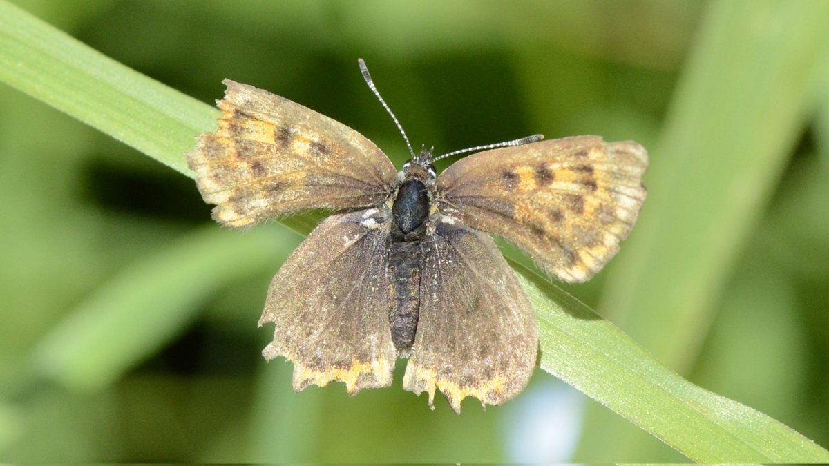 Dr Marcus Rhodes tweet media