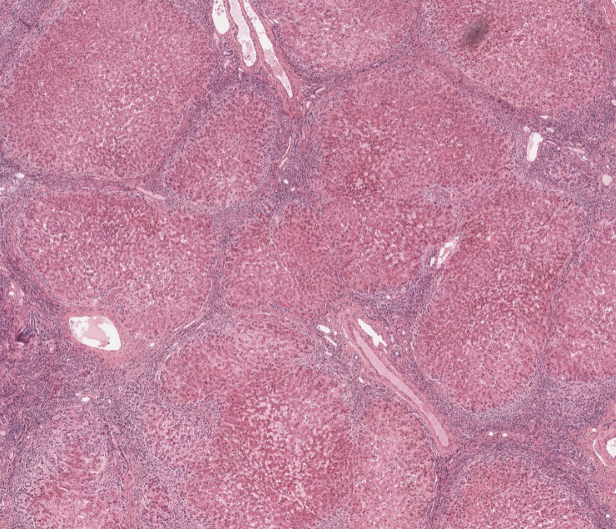 Virtual Pathology at The University of Leeds tweet media