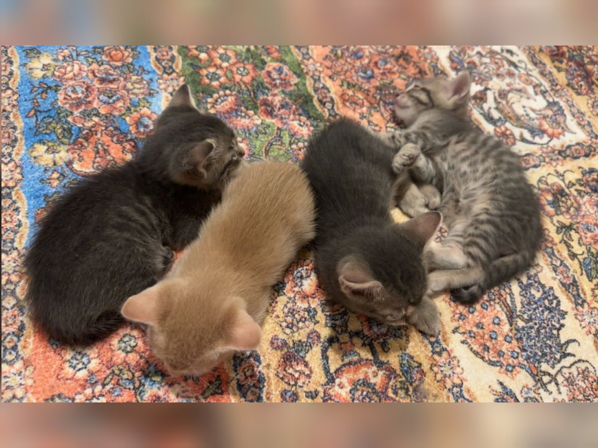 miyavrucom's tweet photo. 2 aylık mini yavrular yuva arıyor
Fazlalıktan dolayı 2 tanesıne yuva arıyorum, hakıkı sahıplenme isteği olanl...
Konum: Beylikdüzü/İstanbul, Türkiye
Detay: https://t.co/4qoWRtkqyd
#kedi #köpek #miyavru https://t.co/h21qek7Hsi