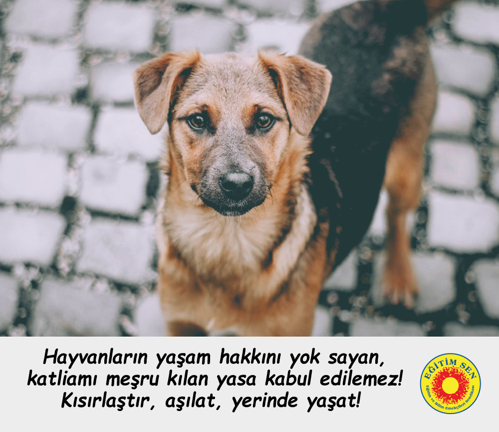 Hayvanların yaşam hakkını yok sayan, katliamı meşru kılan yasa kabul edilemez! Kısırlaştır, aşılat, yerinde yaşat! 
#KatliamıYasalaştırma 
#YasayıGeriÇek