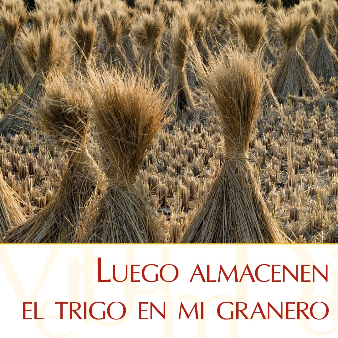 #27deJulio ¡Muy buenos días! En este sábado de la XVI semana del Tiempo Ordinario, compartimos el #EvangelioDeHoy según Mateo, Mt 13, 24-30. Puedes leerlo aquí: vaticannews.va/es/evangelio-d…