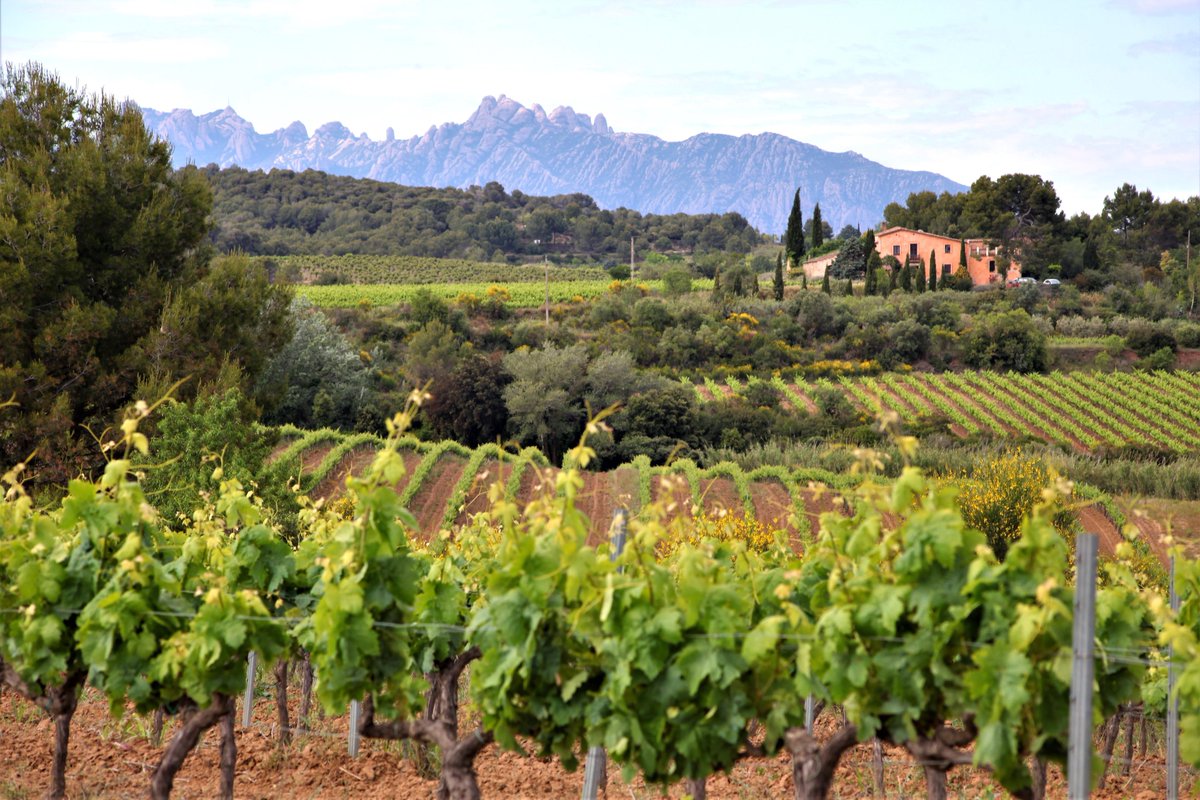Joana Raspall, reconeguda escriptora, va passar llargues temporades entre les vinyes del Penedès i deia “un món a part, on la vida es mesura des d’un angle diferent”

Foto <a href="/MariaRosaFerre/">Maria Rosa Ferré 🍂</a>