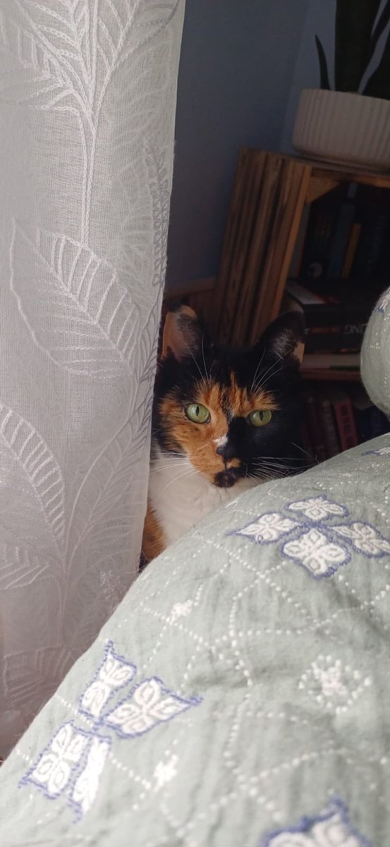 twochonks's tweet photo. Margo has started hunting for new hiding places prior to vets visit tm.  This one is a fail
#cats #CatsOnX  #CatsOfTwitter #weightwatchersforcats https://t.co/KcfWOa0aS4