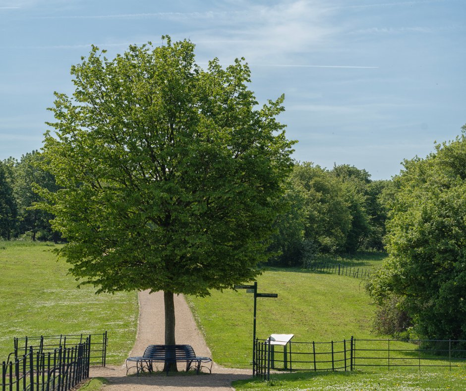 We have a few remaining spaces to join our Summer Tree ID Walk &amp; Talk in Campbell Park TODAY! 

Learn how to identify MK's trees by their leaf, bark, bud and blossom 🍃🌸🌳

Booking in required - ow.ly/Fkmy50SBi9y