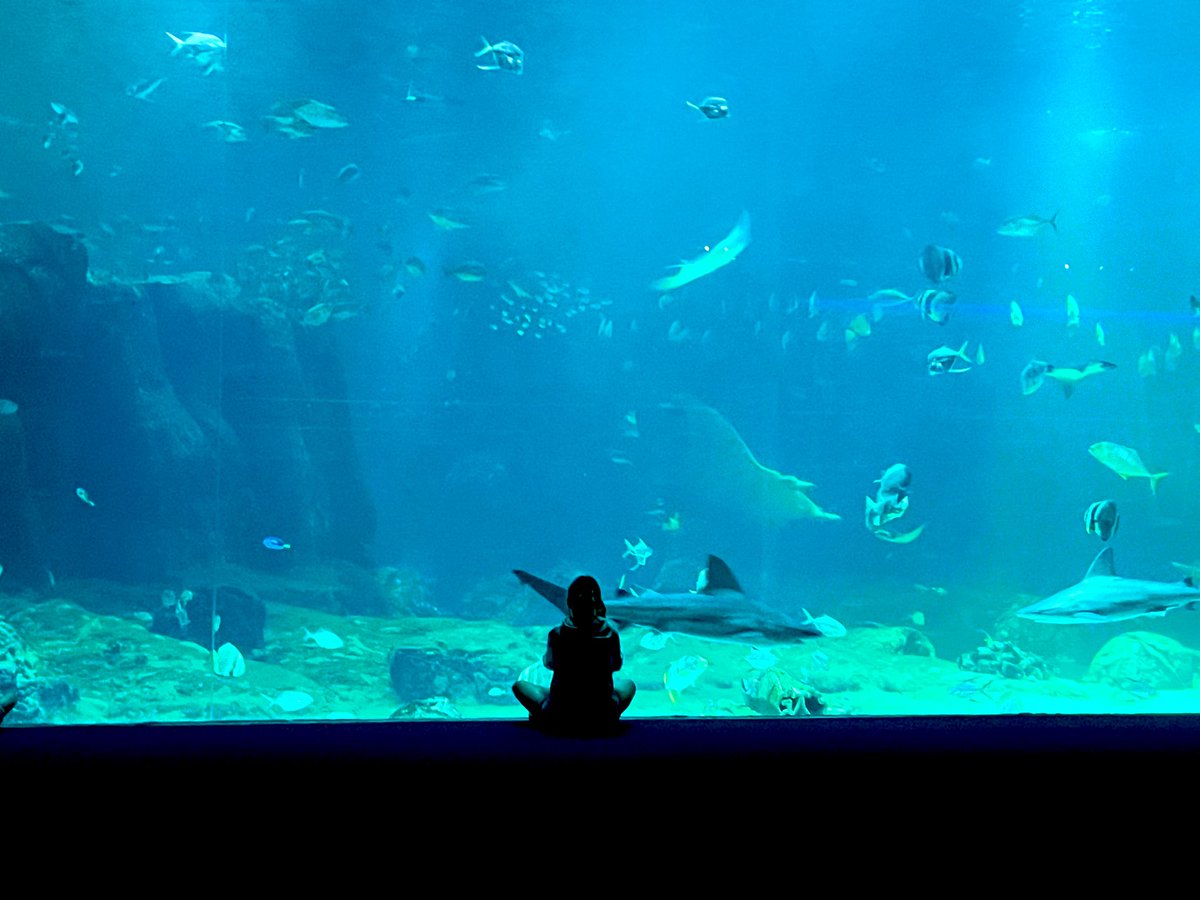 unityhistory's tweet image. We have had an amazing time at Nausicaà this morning. The large tank was mesmerising @UnityBlackpool