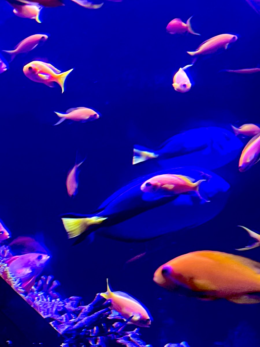 unityhistory's tweet image. We have had an amazing time at Nausicaà this morning. The large tank was mesmerising @UnityBlackpool