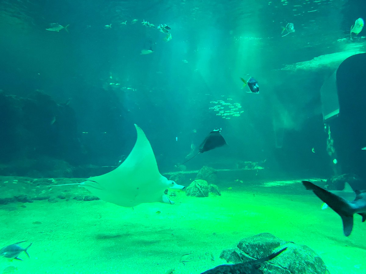 unityhistory's tweet image. We have had an amazing time at Nausicaà this morning. The large tank was mesmerising @UnityBlackpool