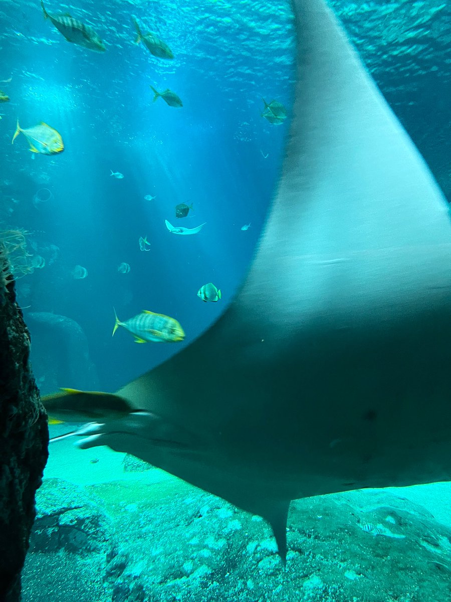 unityhistory's tweet image. We have had an amazing time at Nausicaà this morning. The large tank was mesmerising @UnityBlackpool