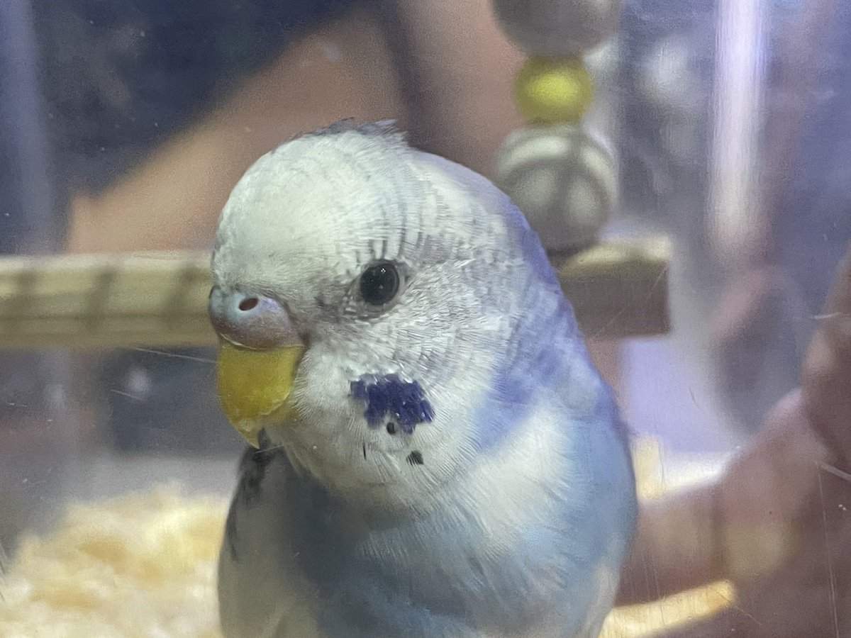 monsteraquarium's tweet photo. 【迷子のお知らせ】
お客様が迷子のセキセイインコを保護したとご来店しました。

今から南鳩ヶ谷駅前交番に持っていくとのことです。
お心当たりのある方は交番まで。
#セキセイインコ https://t.co/vzgASFdATM
