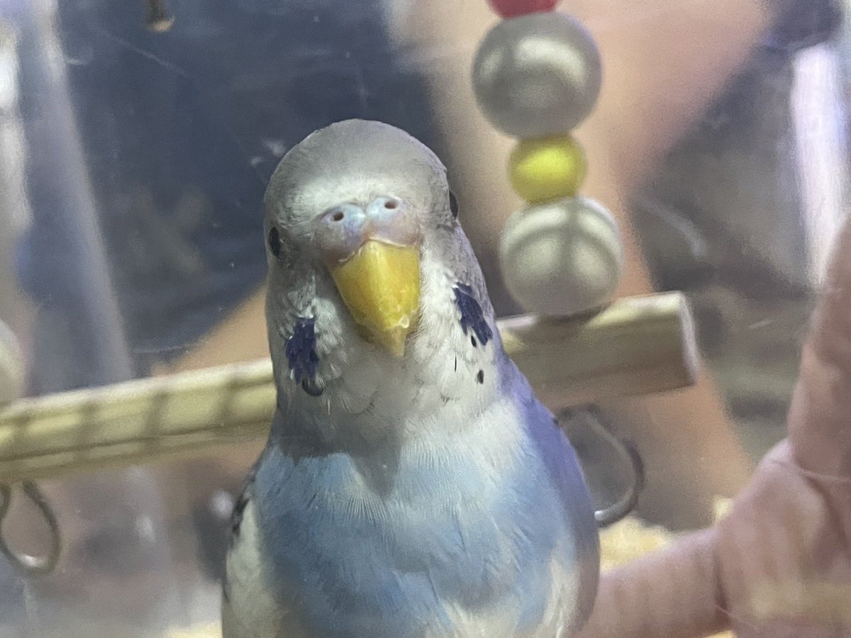 monsteraquarium's tweet photo. 【迷子のお知らせ】
お客様が迷子のセキセイインコを保護したとご来店しました。

今から南鳩ヶ谷駅前交番に持っていくとのことです。
お心当たりのある方は交番まで。
#セキセイインコ https://t.co/vzgASFdATM