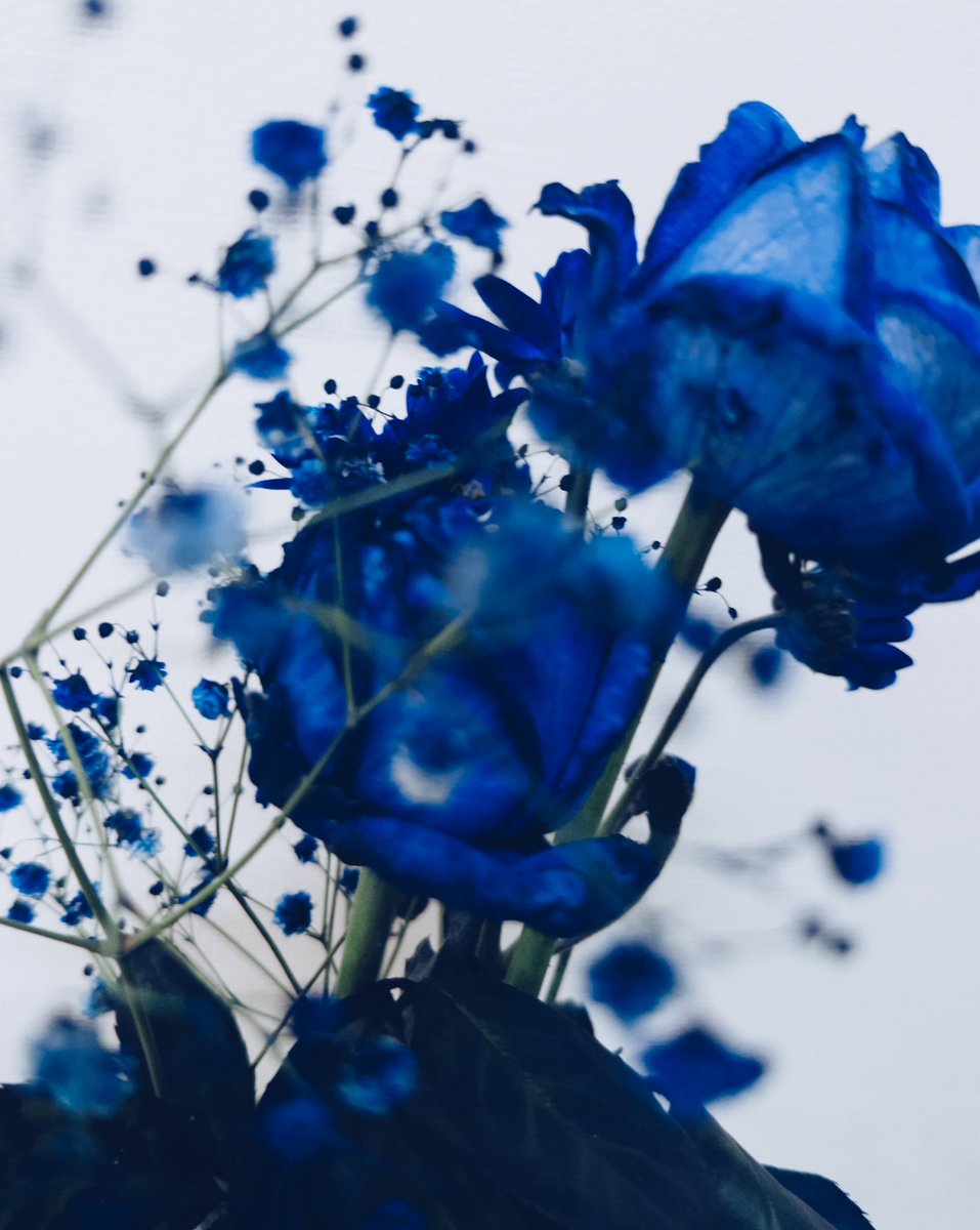 「モナ・リザの横顔」
大阪城ホール2日目

両日ともありがとうございました！とても刺激的なスタートを切ることができたと思います！
おおきに！