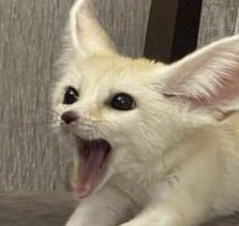 fennecfoxdavid's tweet photo. Day #966 of David Tennant as a Fennec Fox!! 🦊 https://t.co/1v3F5PjV78