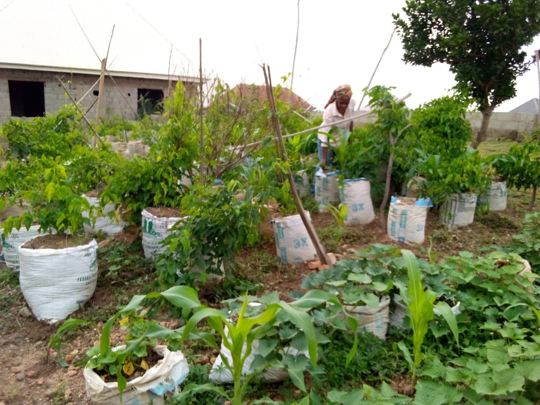 gifsep4climate's tweet photo. From GIFSEP organic Farmer. #UrbanFarm
Operation Feed Yourself 
#OperationFeedYourself
Support small holder farmers 
#BuyLocal
#OrganicFarming 
@miketerungwa 
@joeibro 
@tundemolayan https://t.co/46zSAolzaU