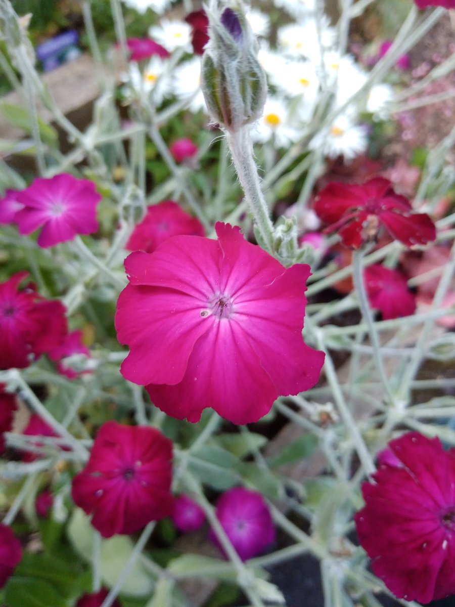 Roseann22170653's tweet photo. #MagentaMonday : Rose campion. ☀️🐝🦋  
A lovely sunny am. 🌞 https://t.co/r5GYldJFjV
