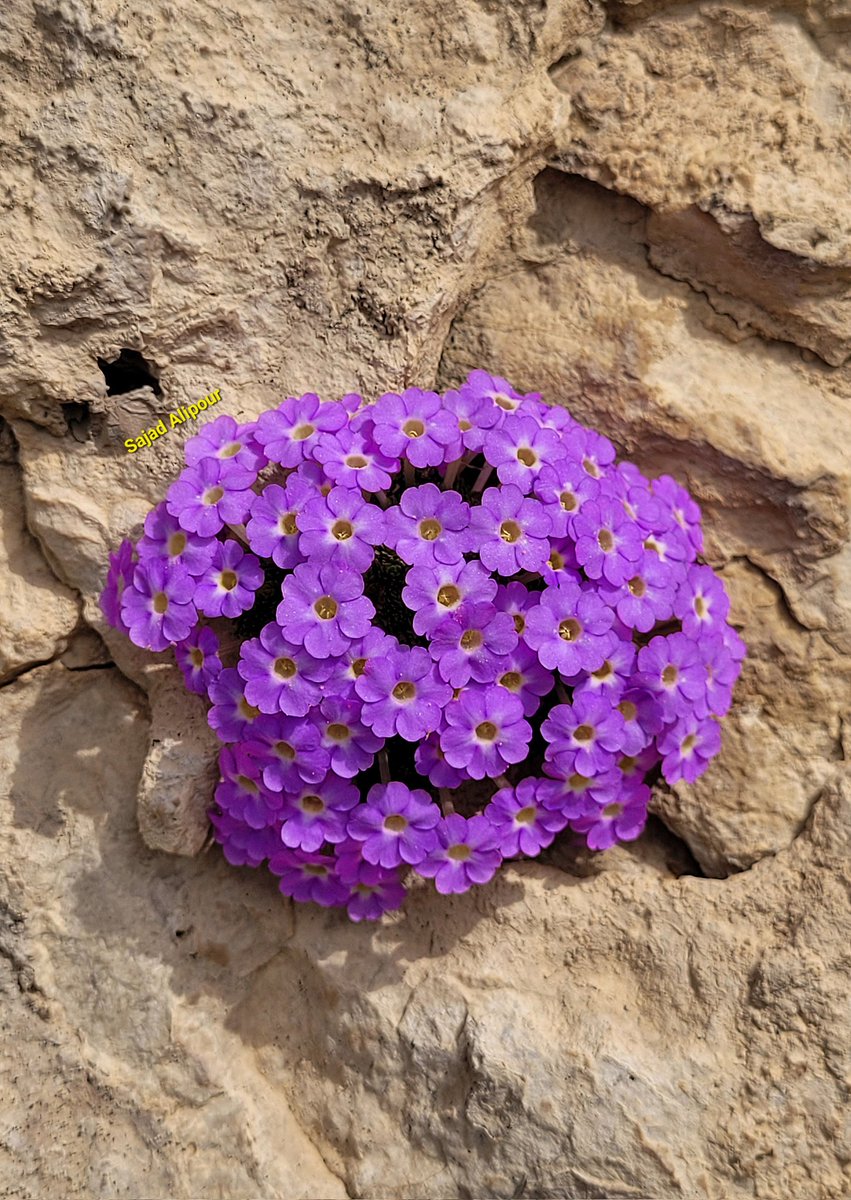 SajadAlipour98's tweet photo. Dionysia bryoides 
Shiraz , Iran 
Elevation 2650m https://t.co/oh7hQGAzX3