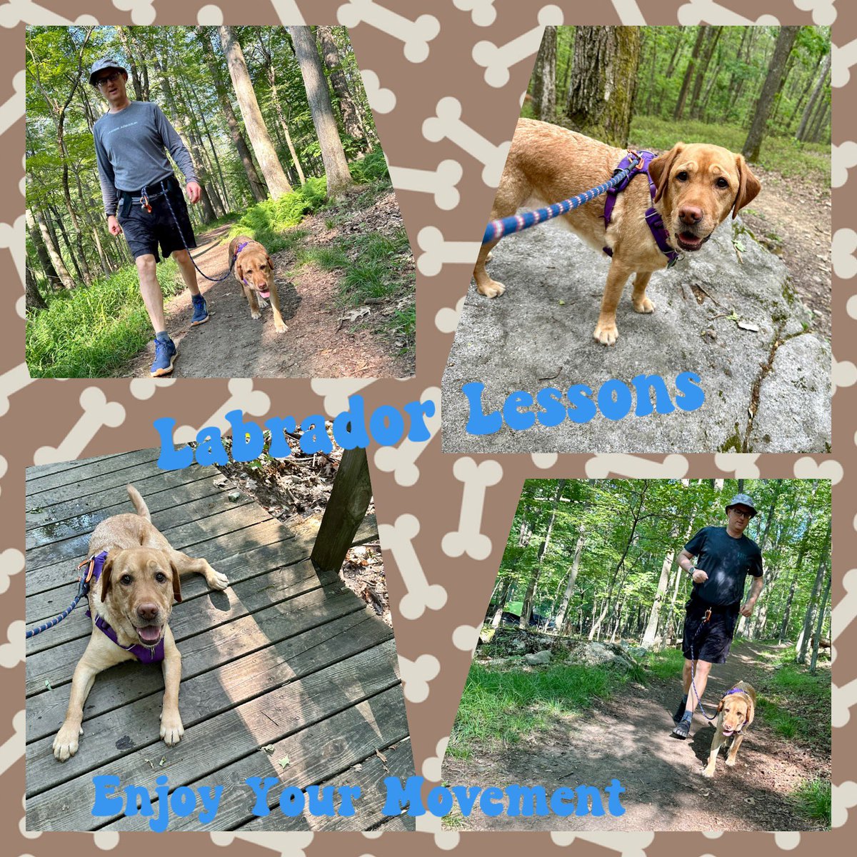FitLabDeepCreek's tweet photo. #LabLesson from #FitLab #DeepCreek (link below): Enjoy your movement activities. Even when you’re sad, try to find joy in moving.

#GetOutside #Summer2024 #StayPositive #WiseWords 

https://t.co/wZubesvhaJ https://t.co/D6LbHIJaj9
