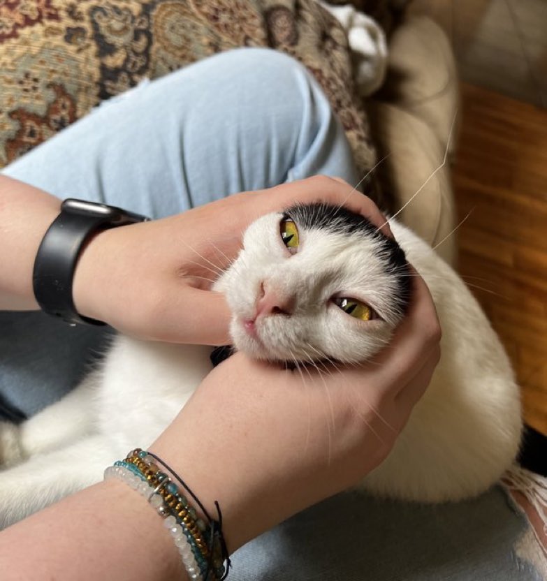 Cats with their heads held back (@catsheld) on Twitter photo 